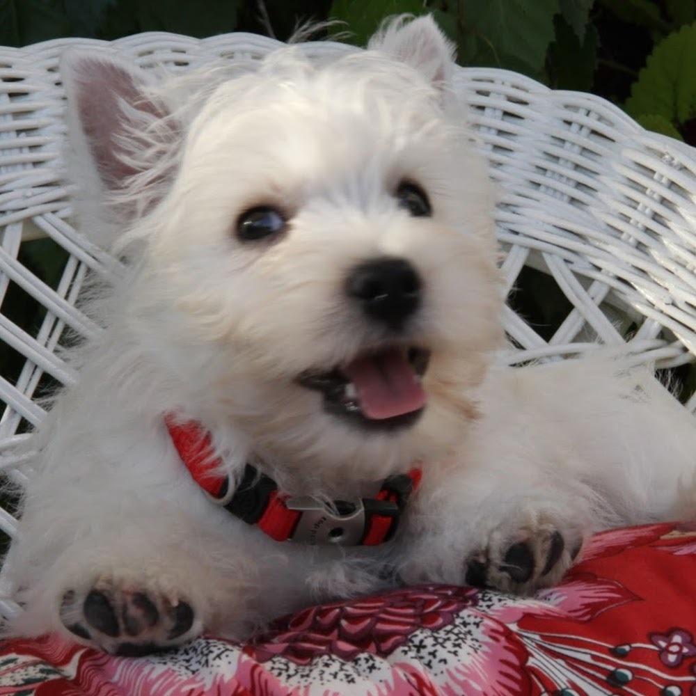 Meet your Posher, James